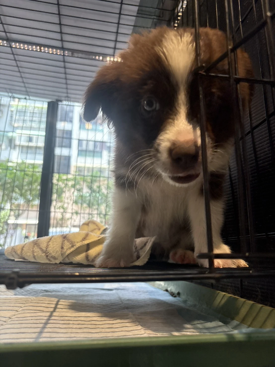 邊境牧羊犬