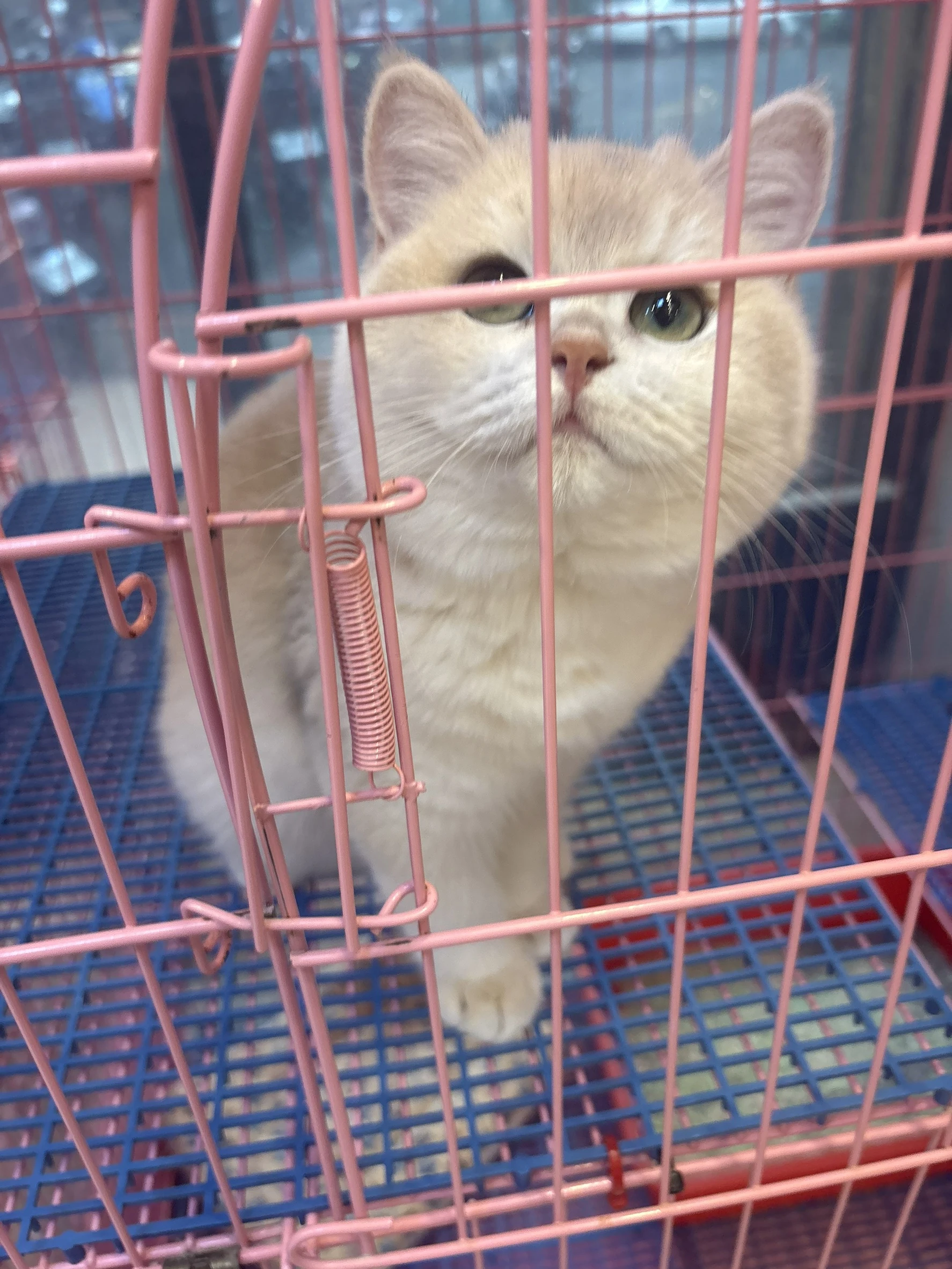 藍金漸層妹妹英短