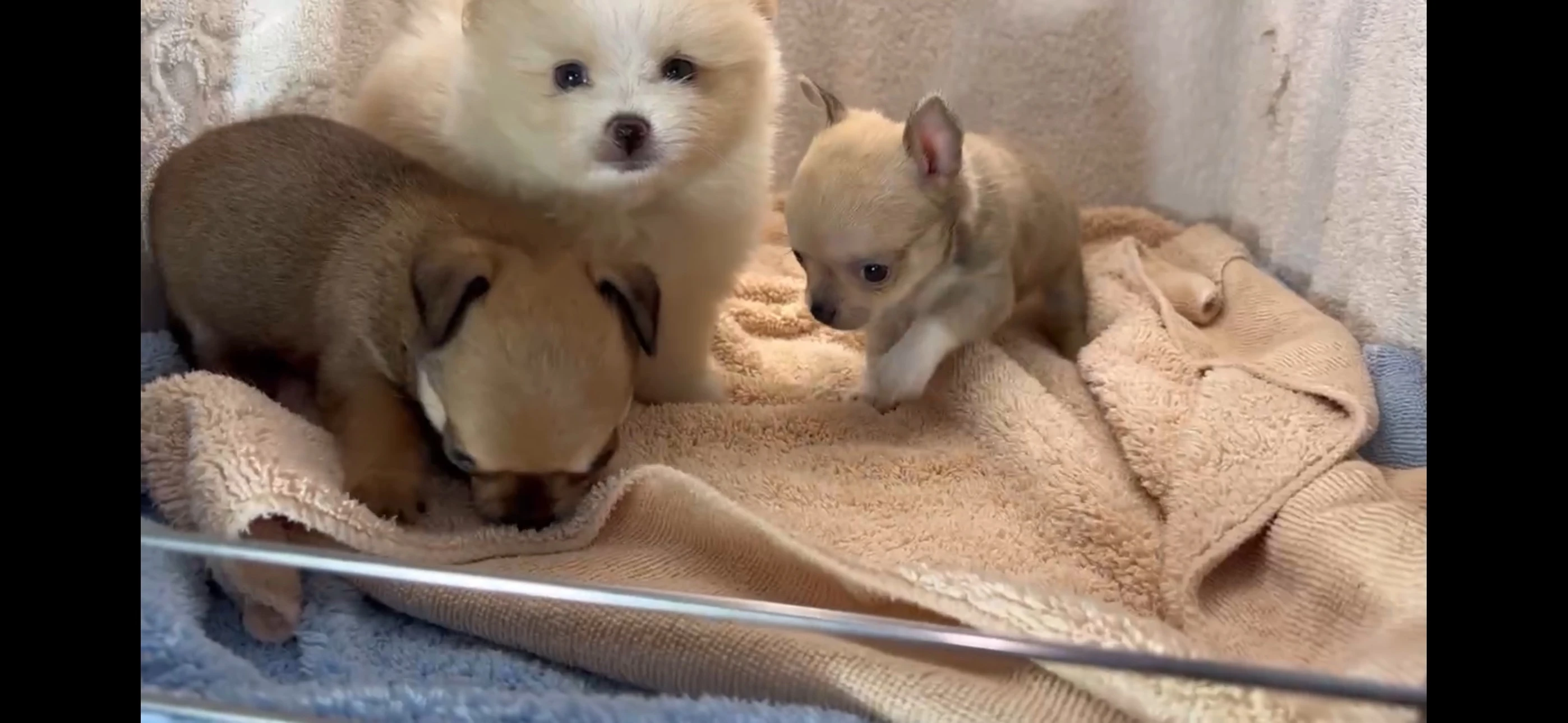 奶油博美犬