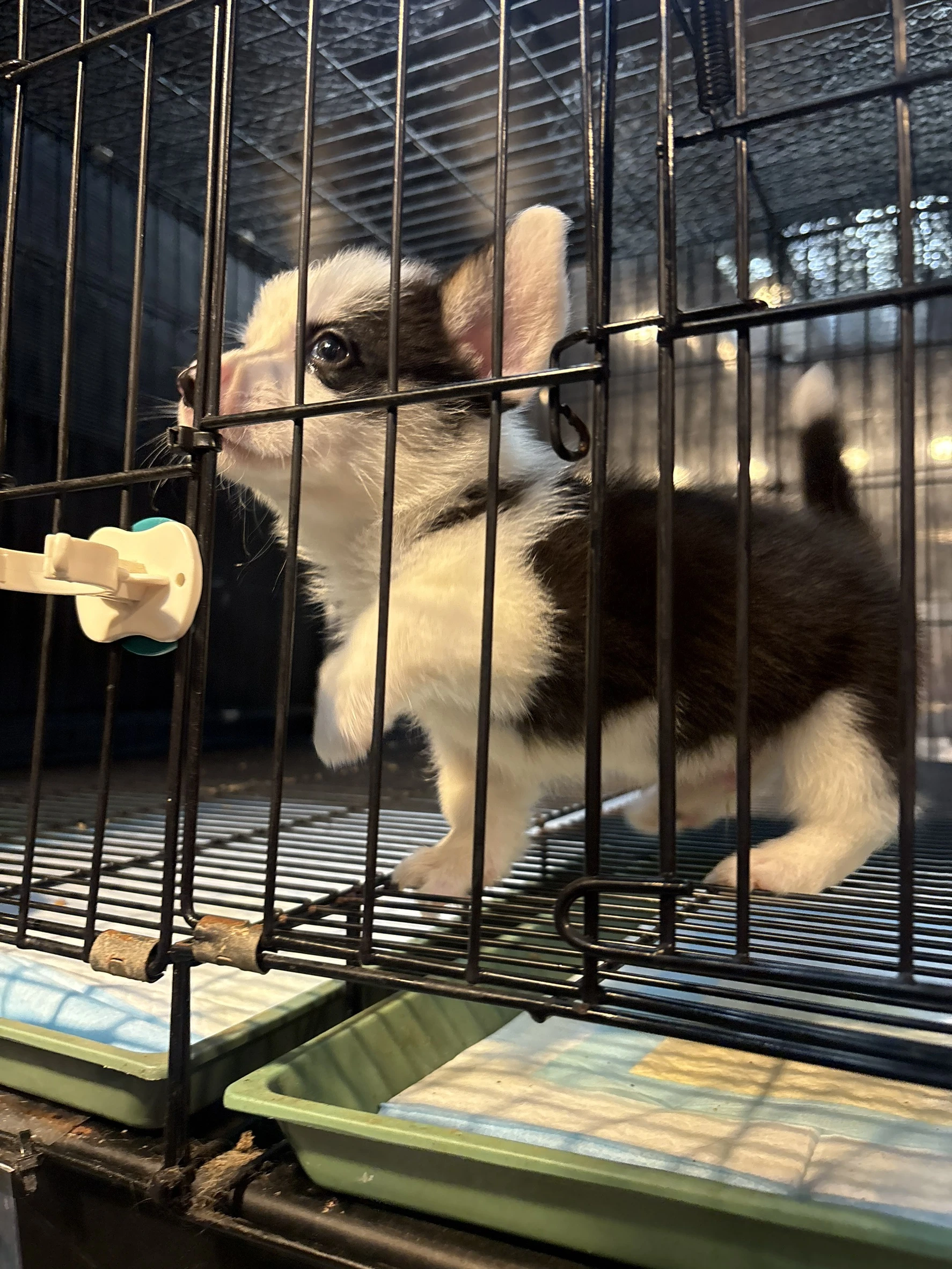 黑白柯基犬