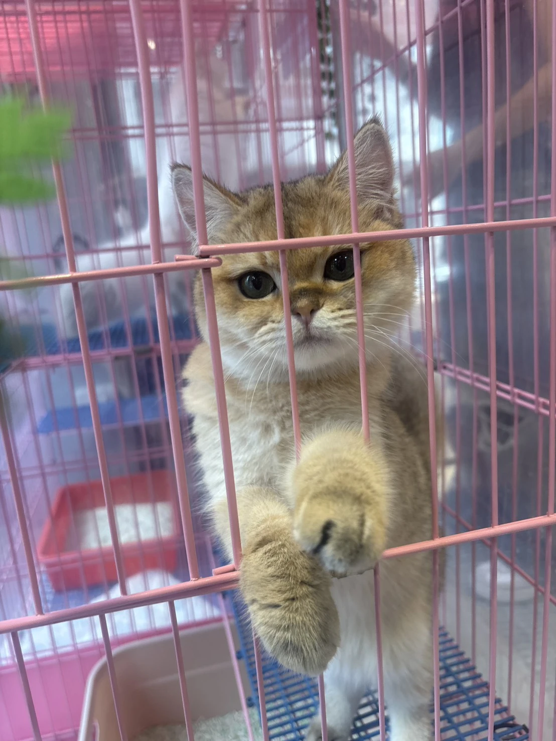 金漸層妹妹
