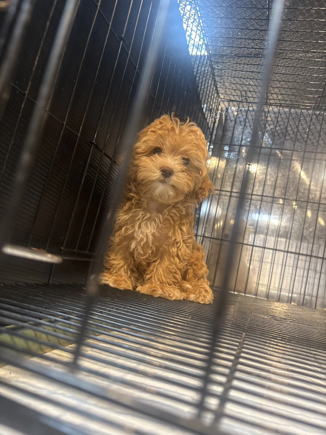 馬爾泰迪弟弟