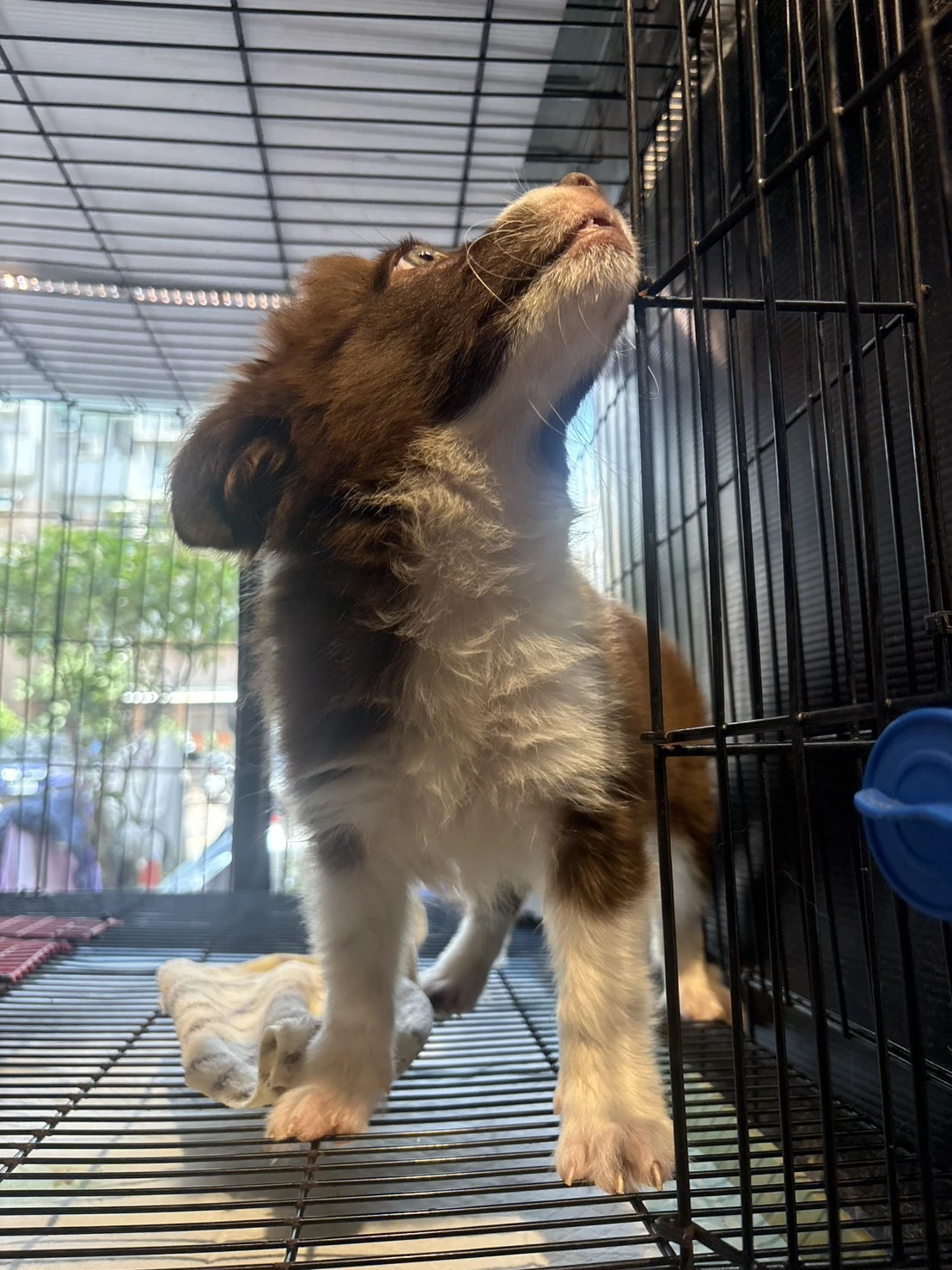 邊境牧羊犬