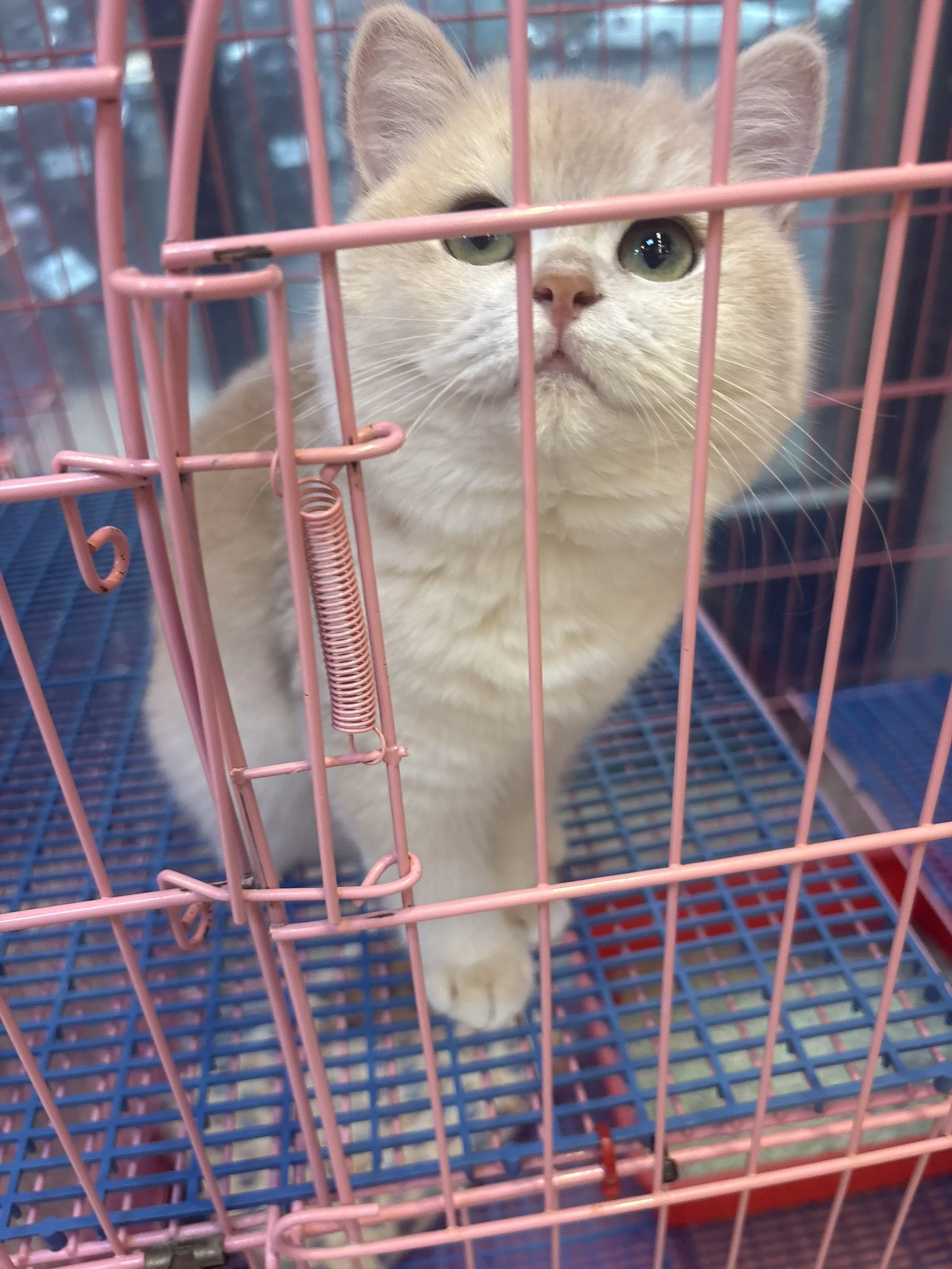 藍金漸層妹妹英短