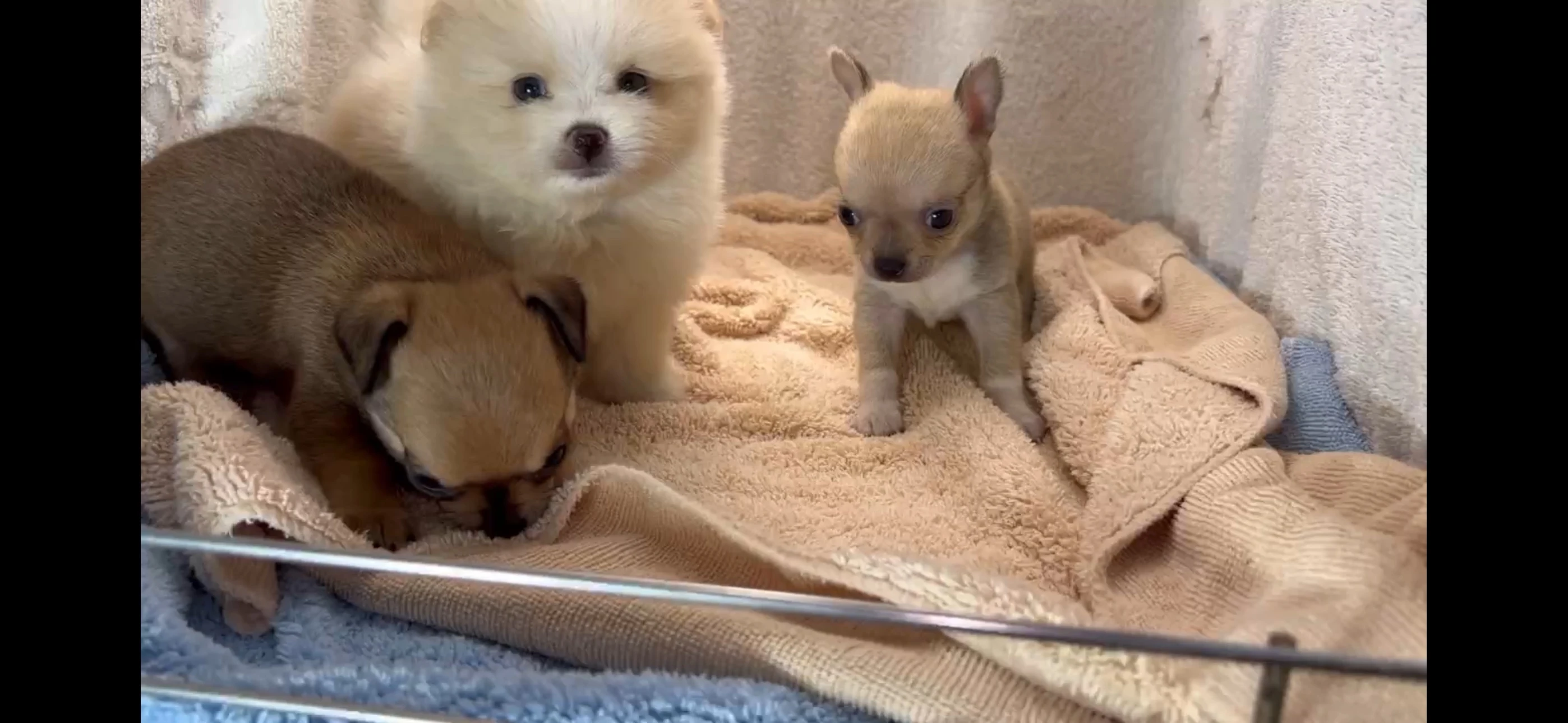 奶油博美犬