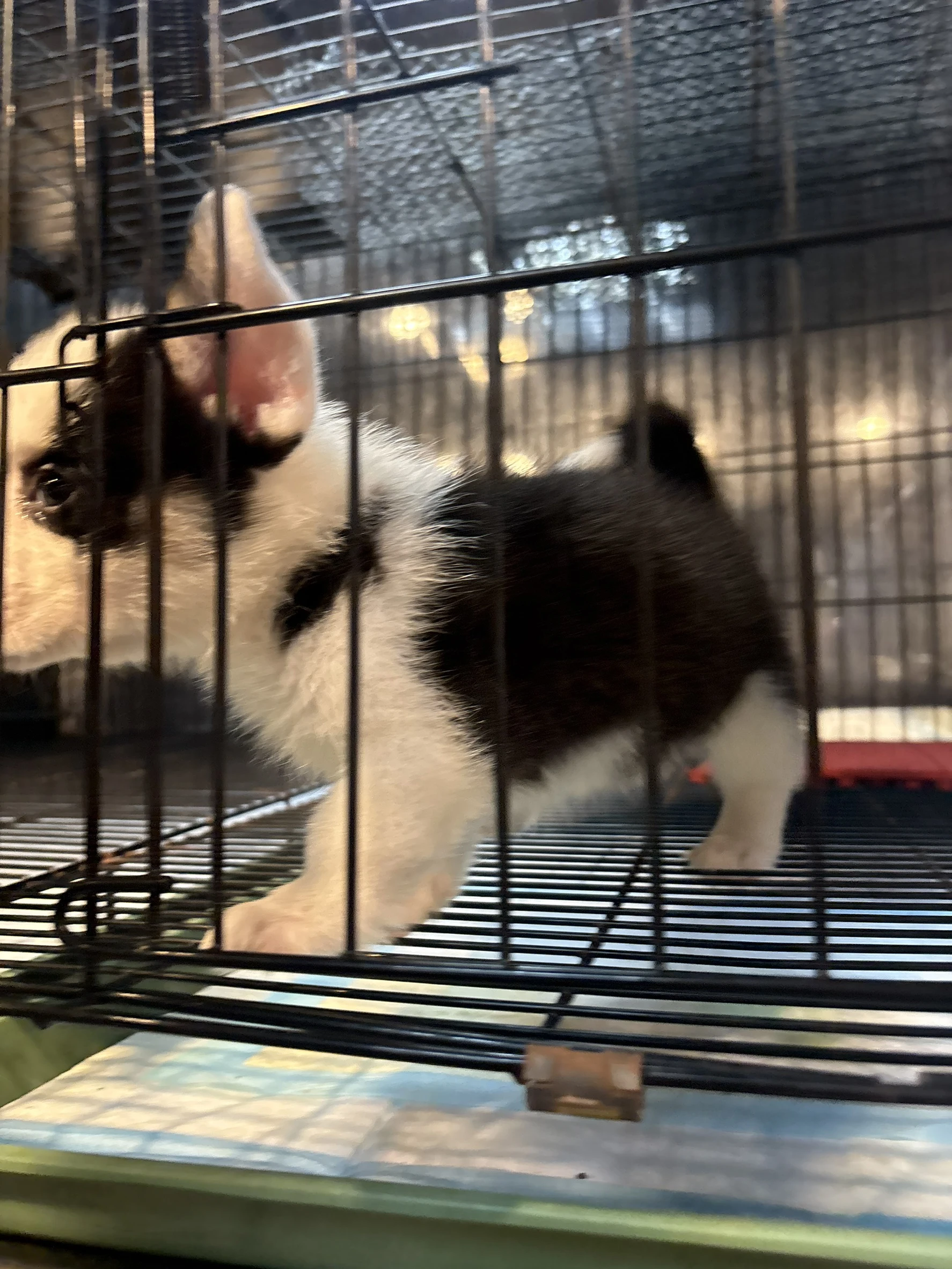 黑白柯基犬