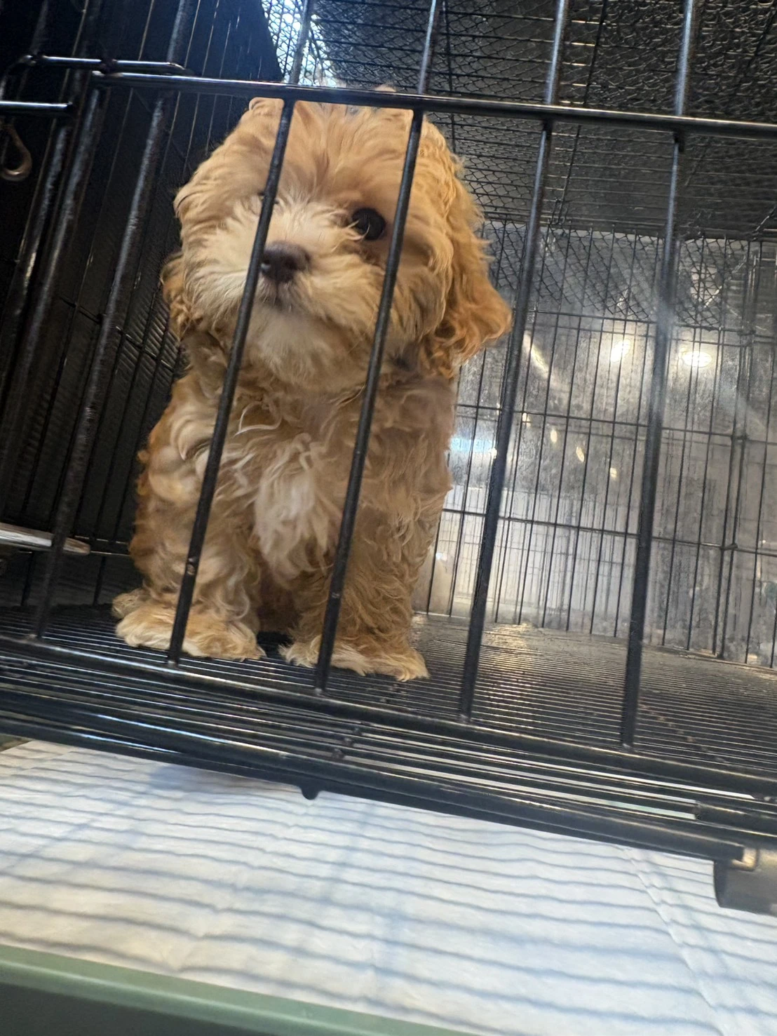 馬爾泰迪弟弟