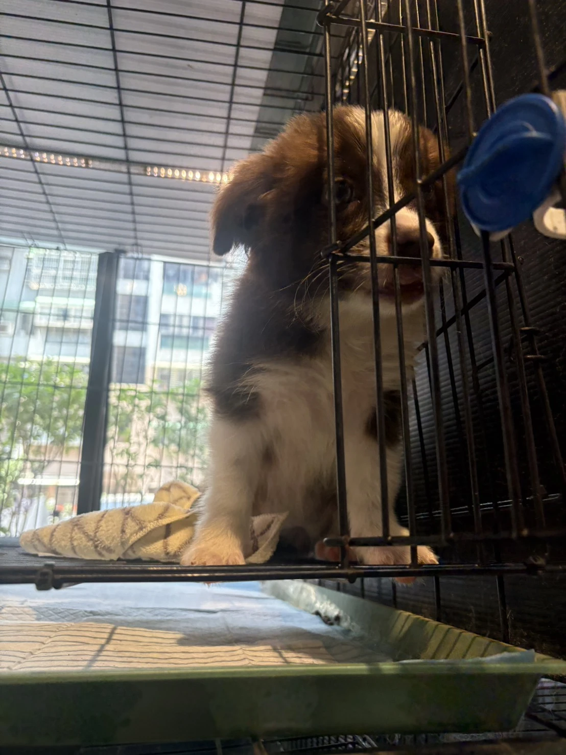 邊境牧羊犬