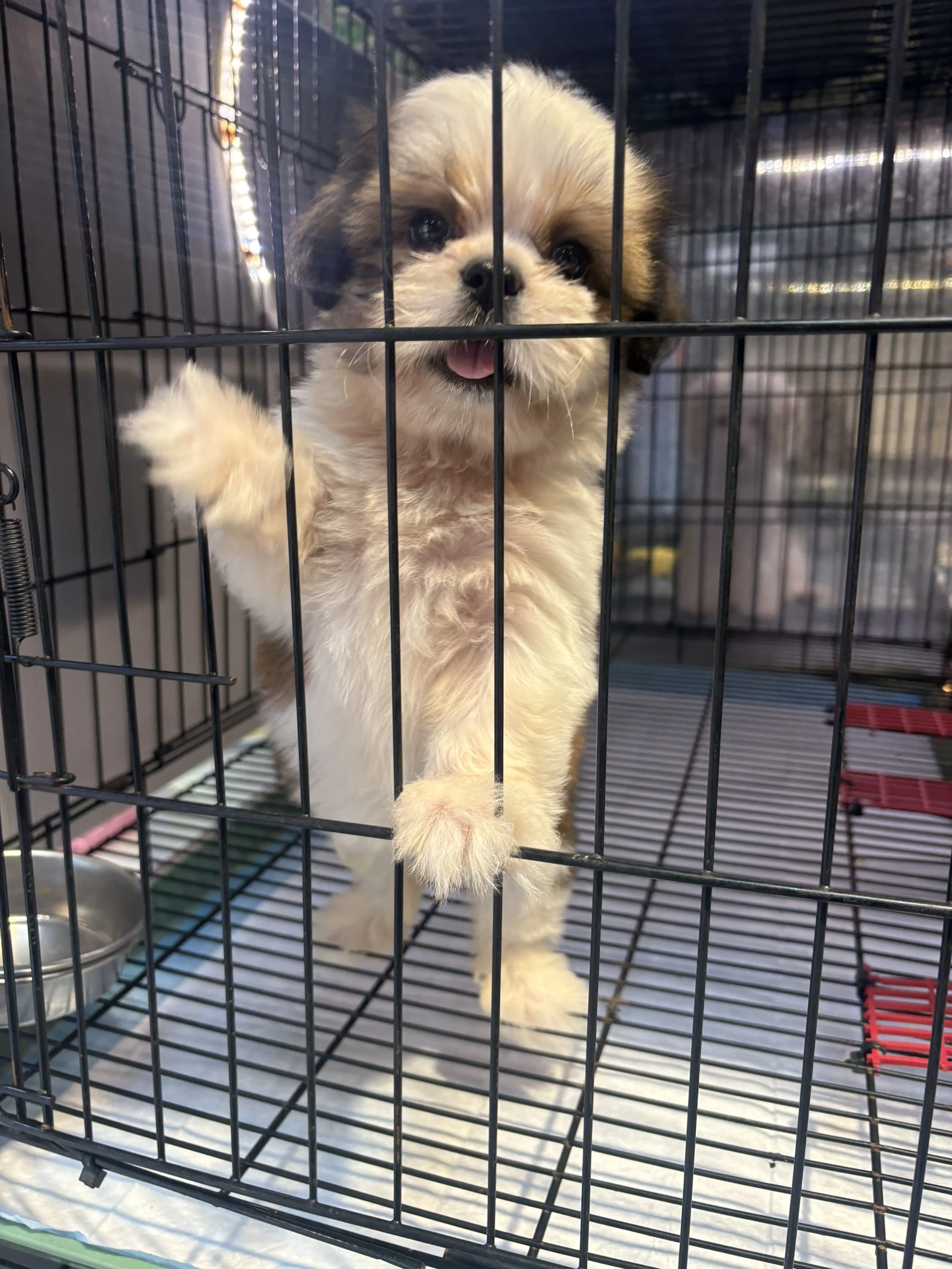西施妹妹