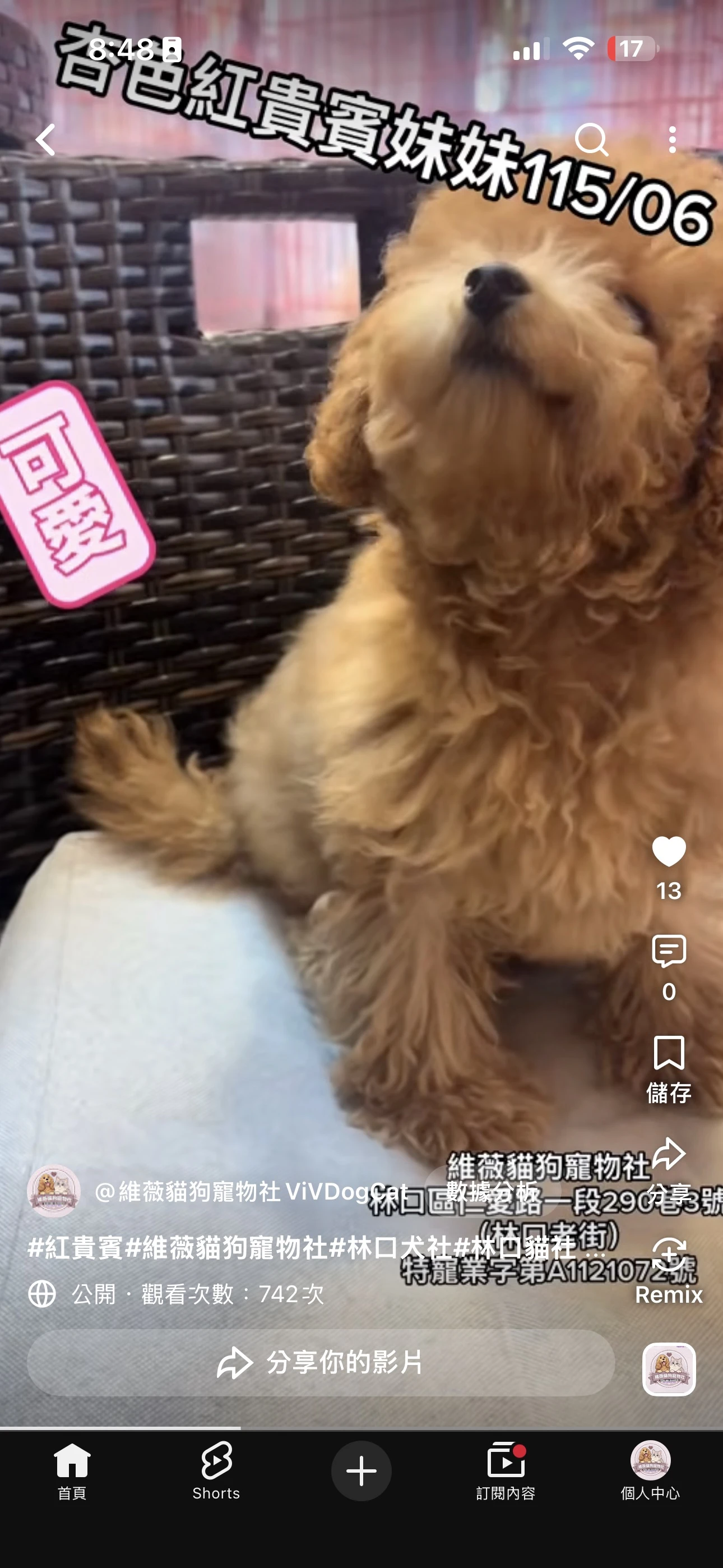 玩具貴賓