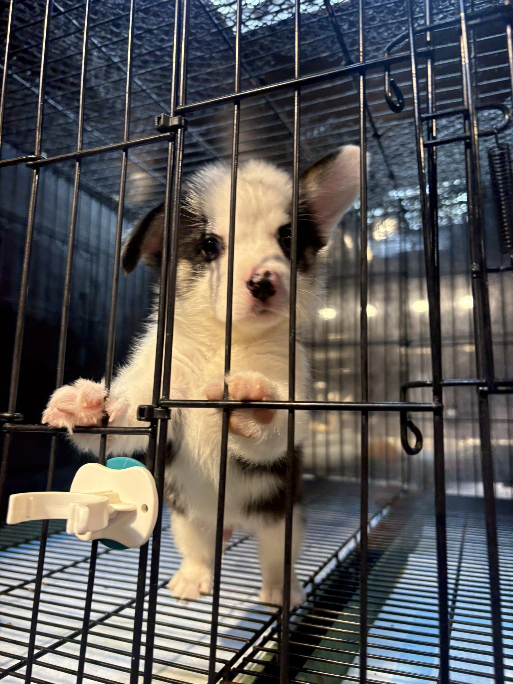 黑白柯基犬