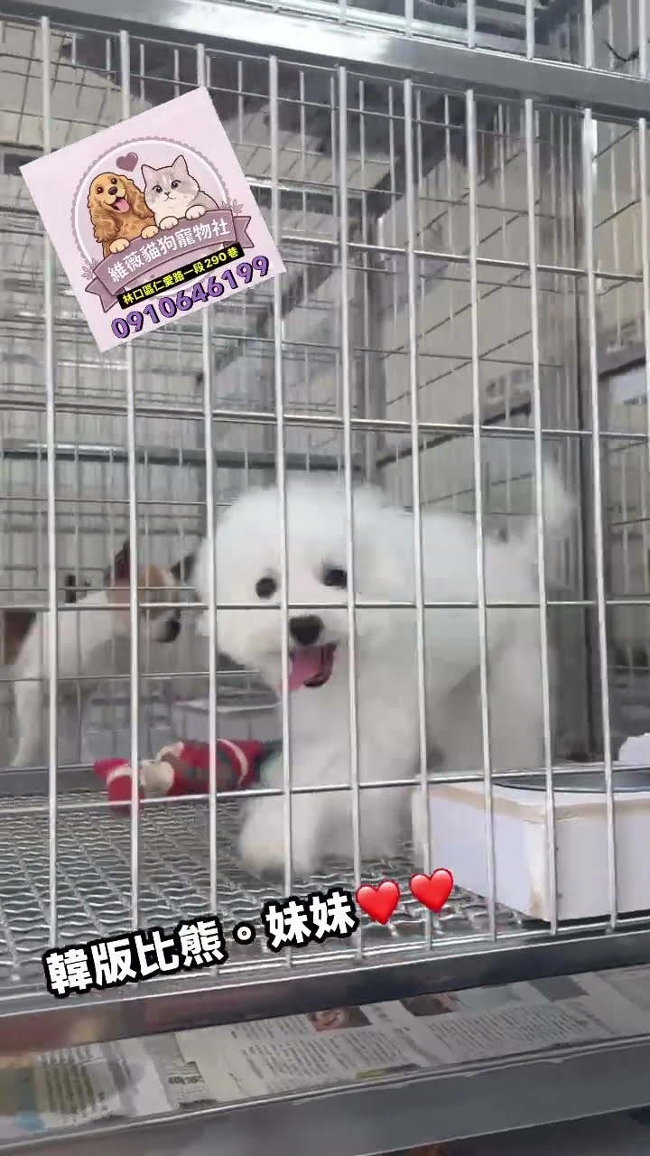 比熊妹妹