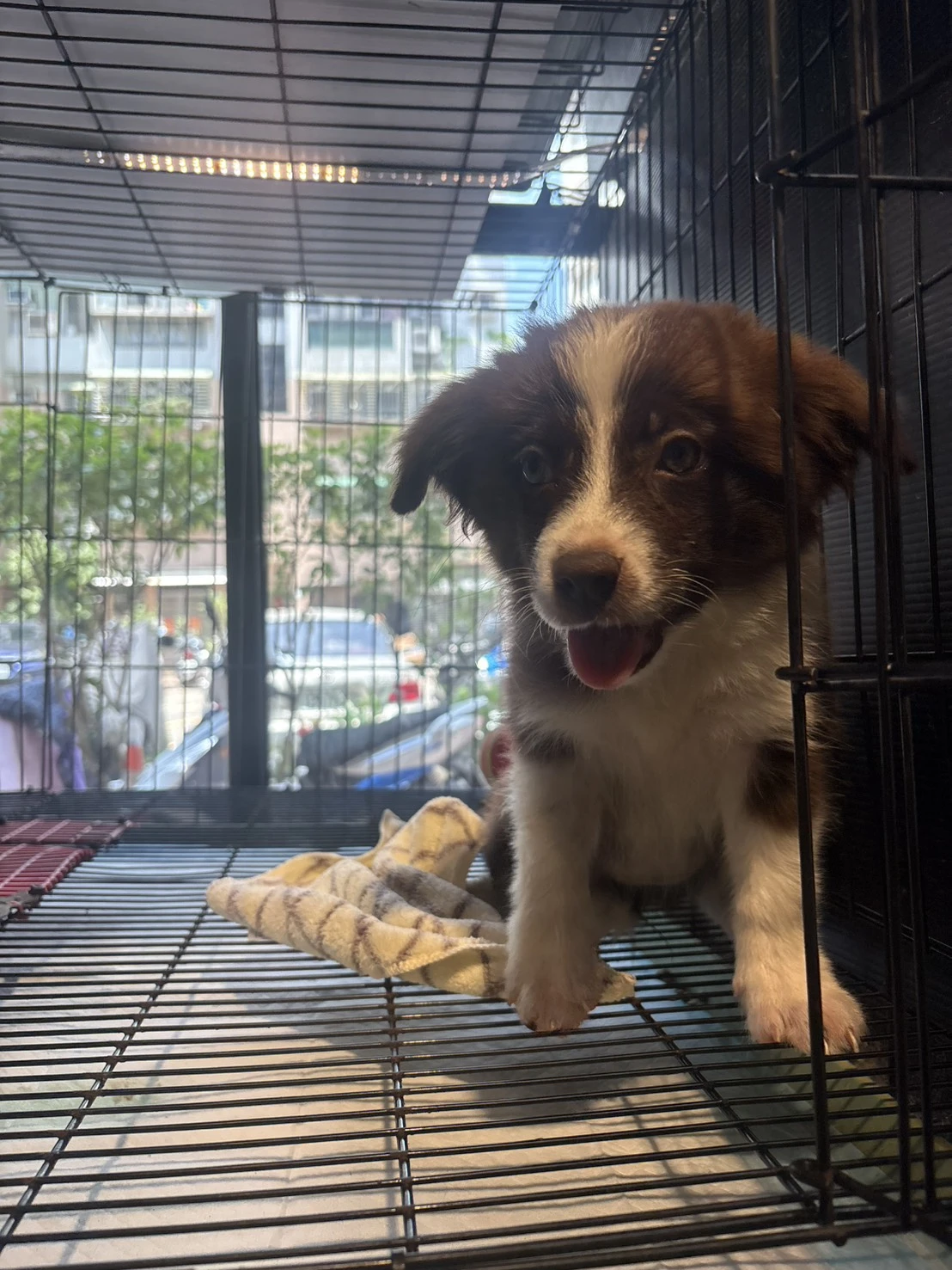 邊境牧羊犬