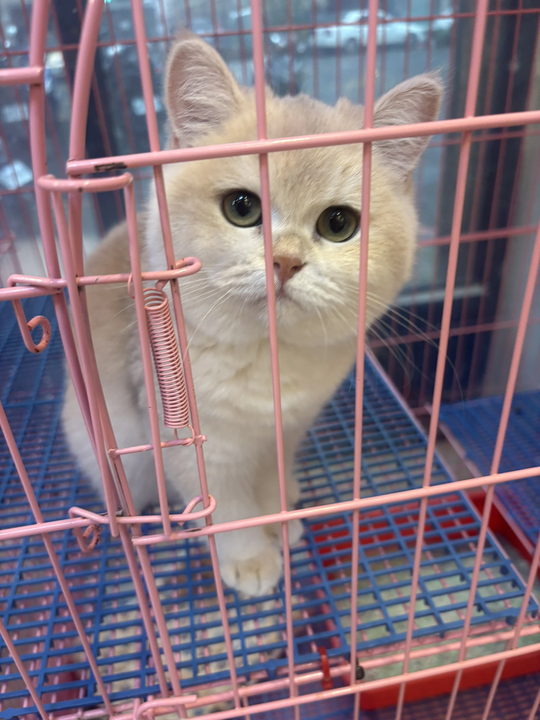 藍金漸層妹妹英短