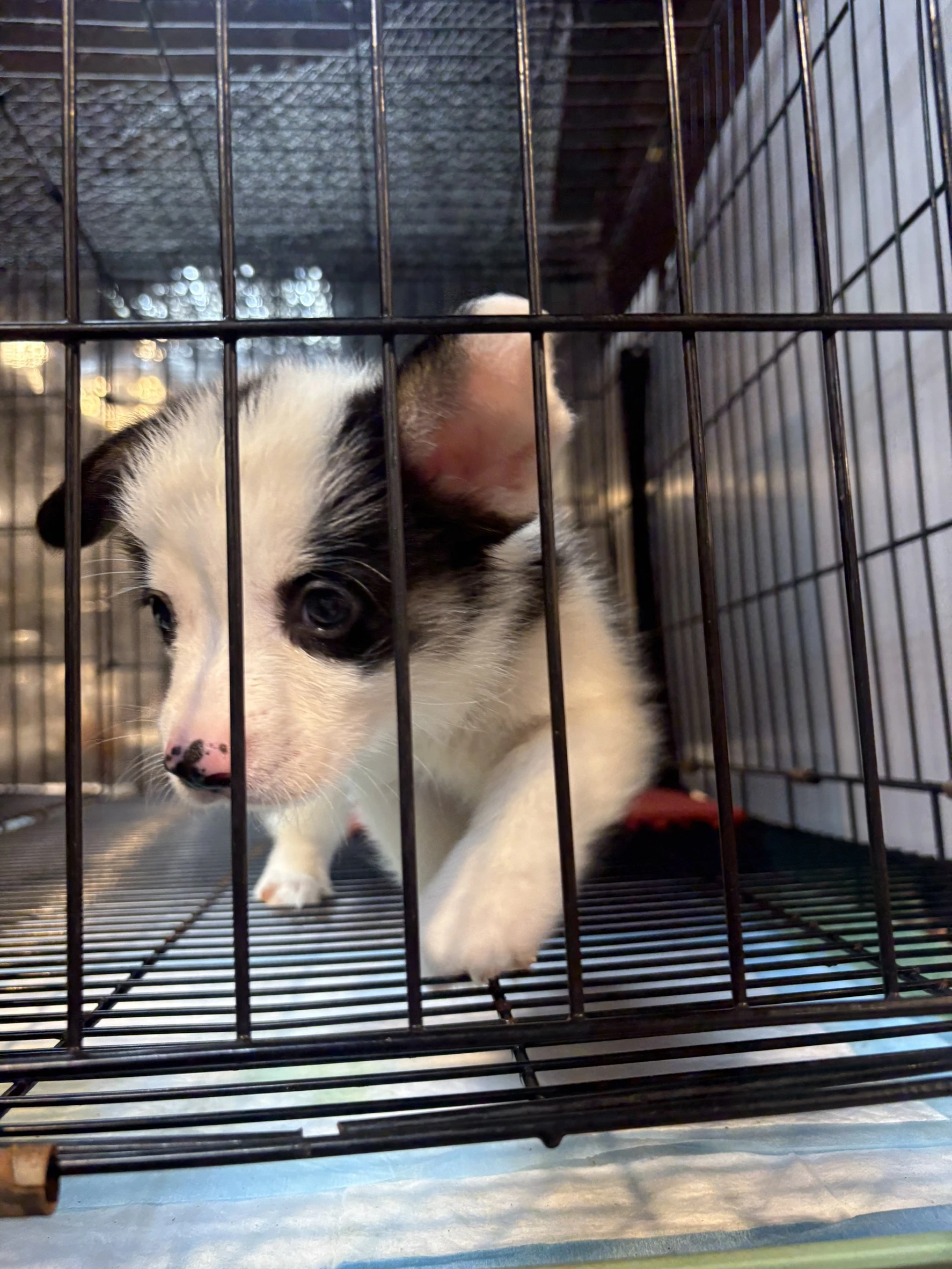 黑白柯基犬