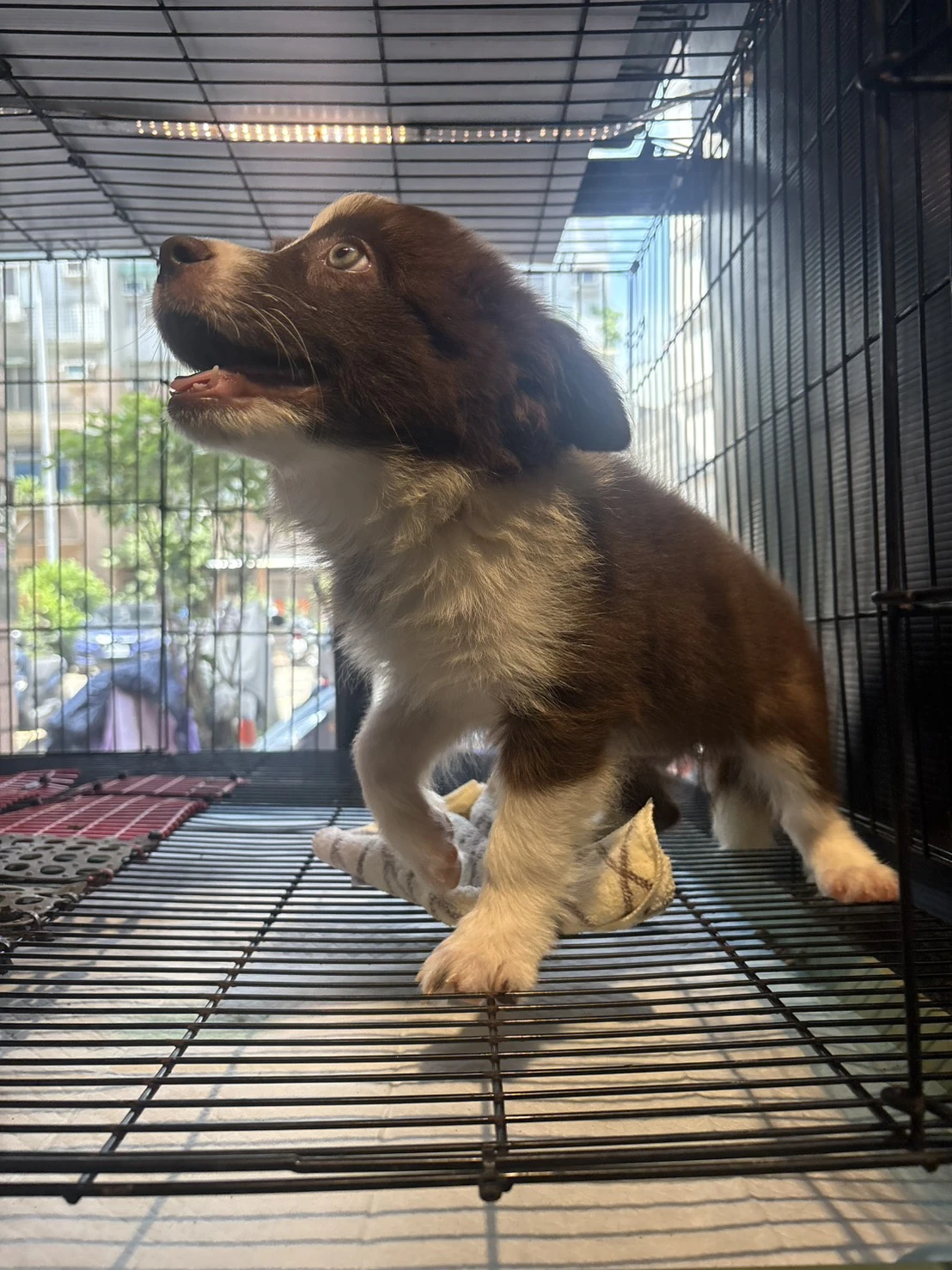 邊境牧羊犬