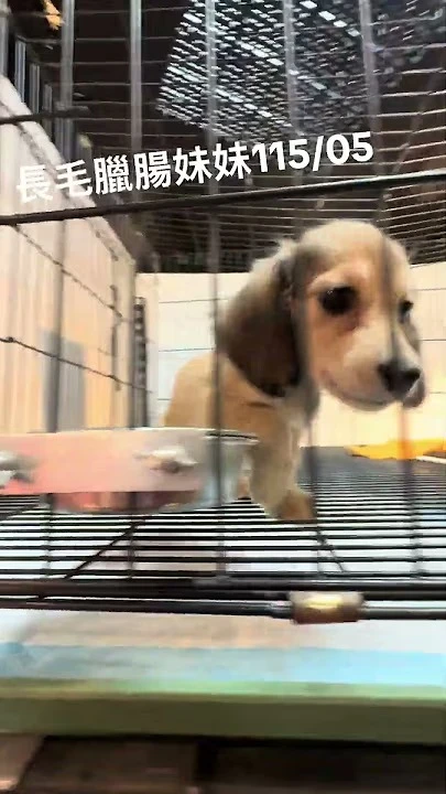 長毛臘腸妹妹