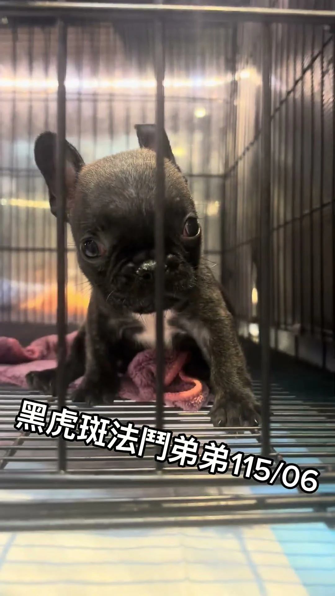 黑虎斑法鬥弟弟