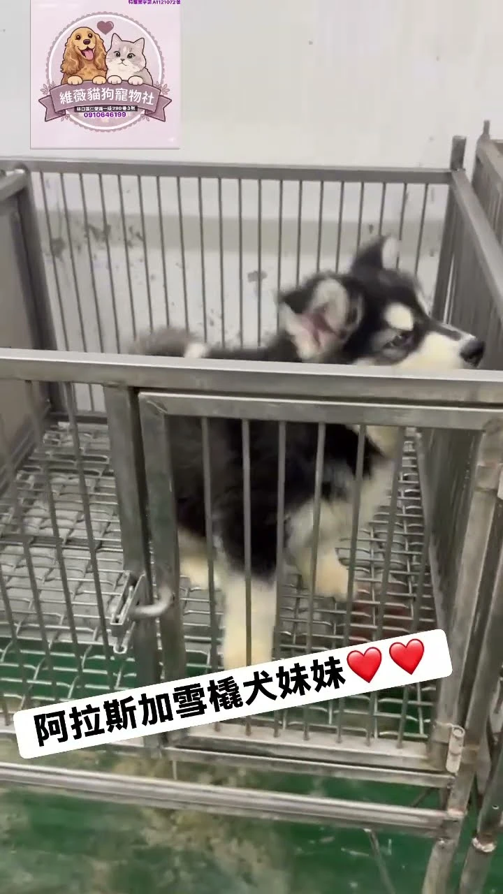 阿拉斯加犬妹妹
