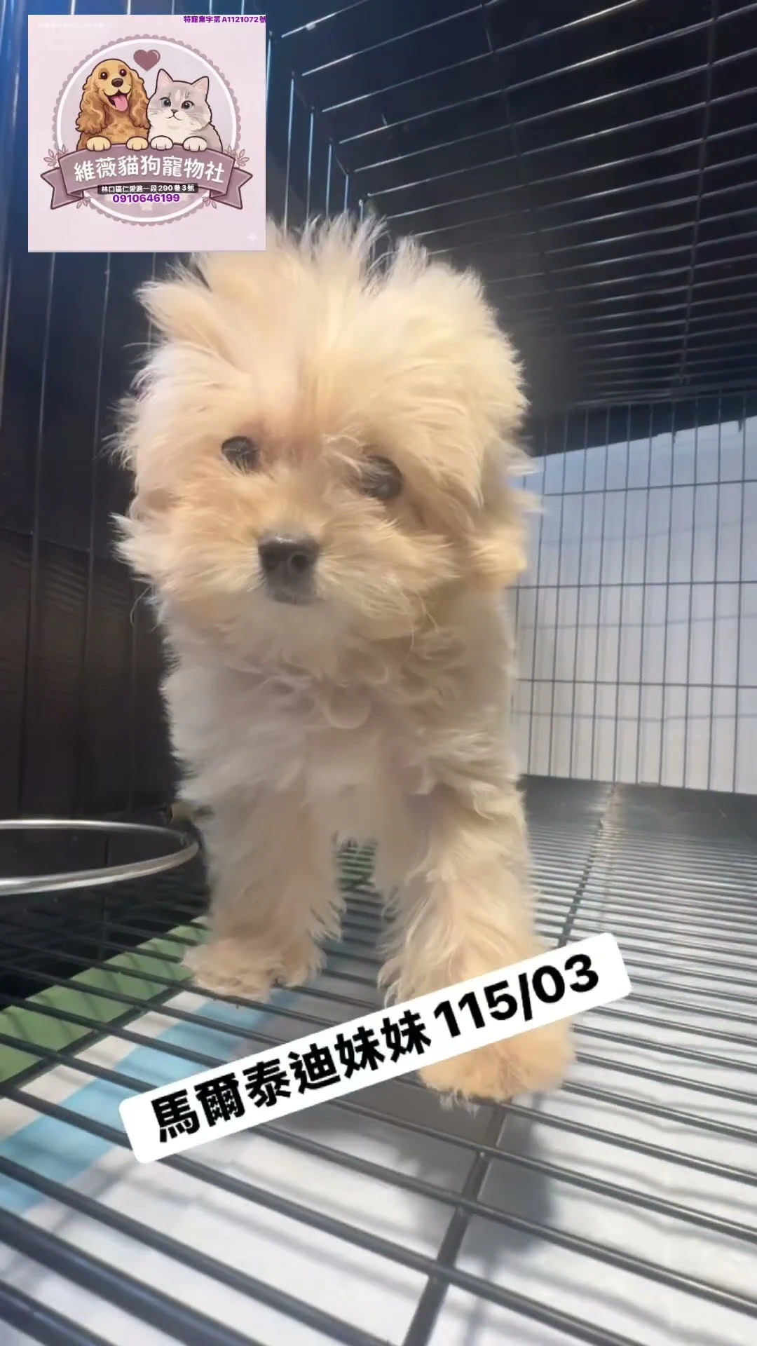 馬爾泰迪妹妹
