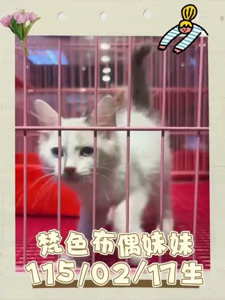 梵色布偶妹妹