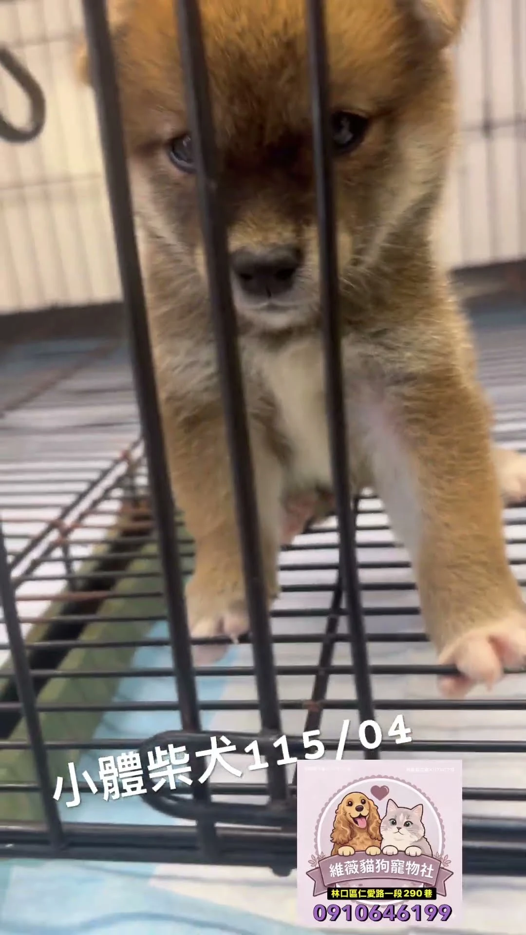 小體柴犬