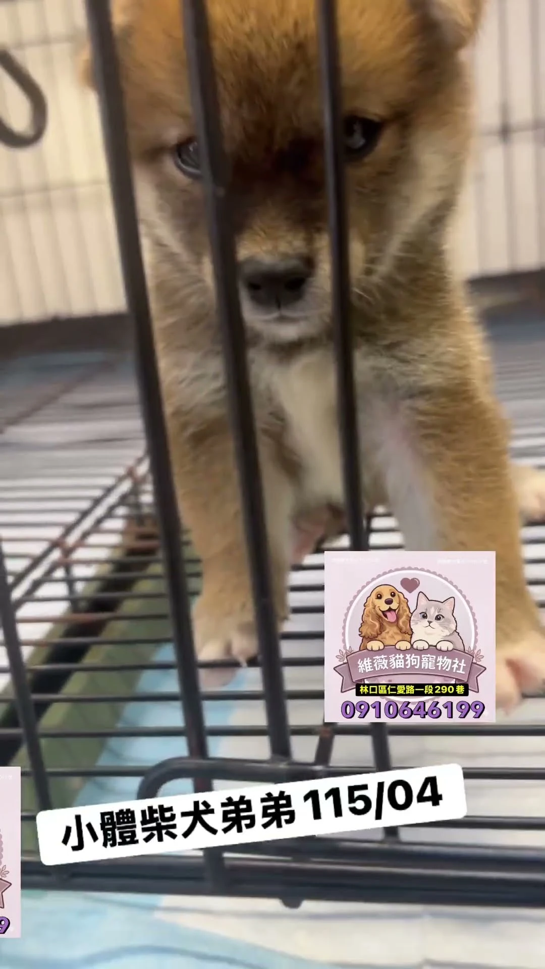 小體柴犬弟弟