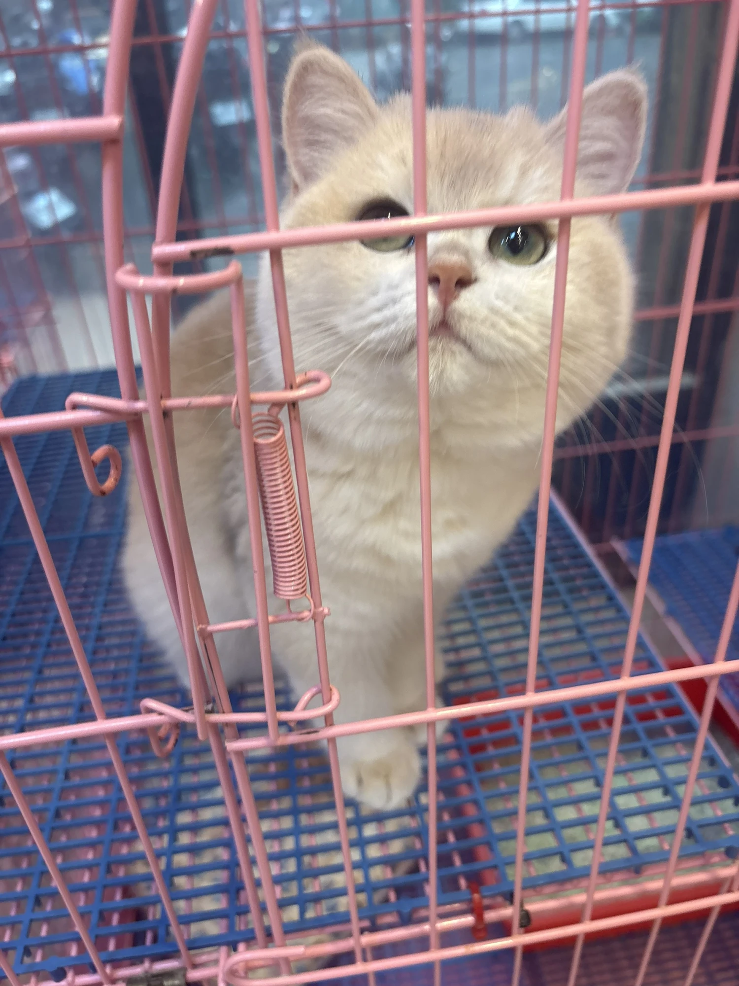 藍金漸層妹妹英短
