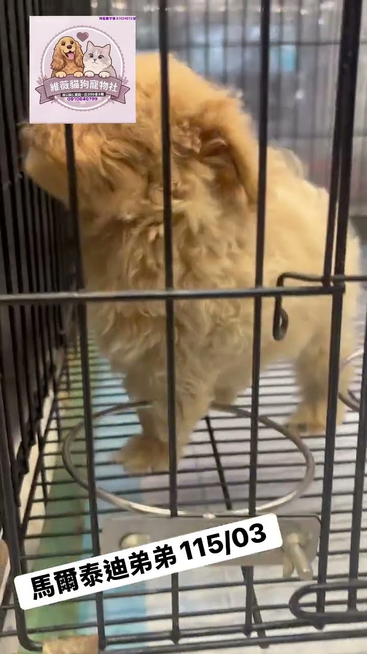 馬爾泰迪弟弟