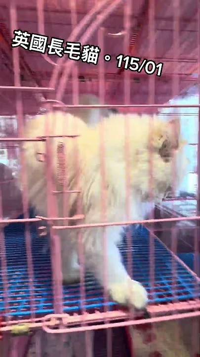 英國長毛貓