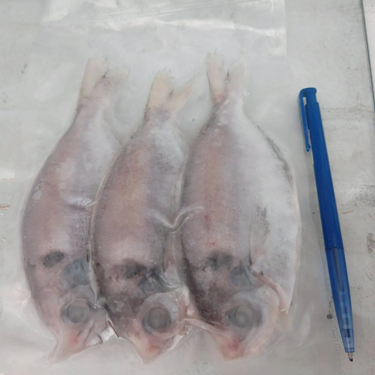 澎湖肉魚真空3尾裝