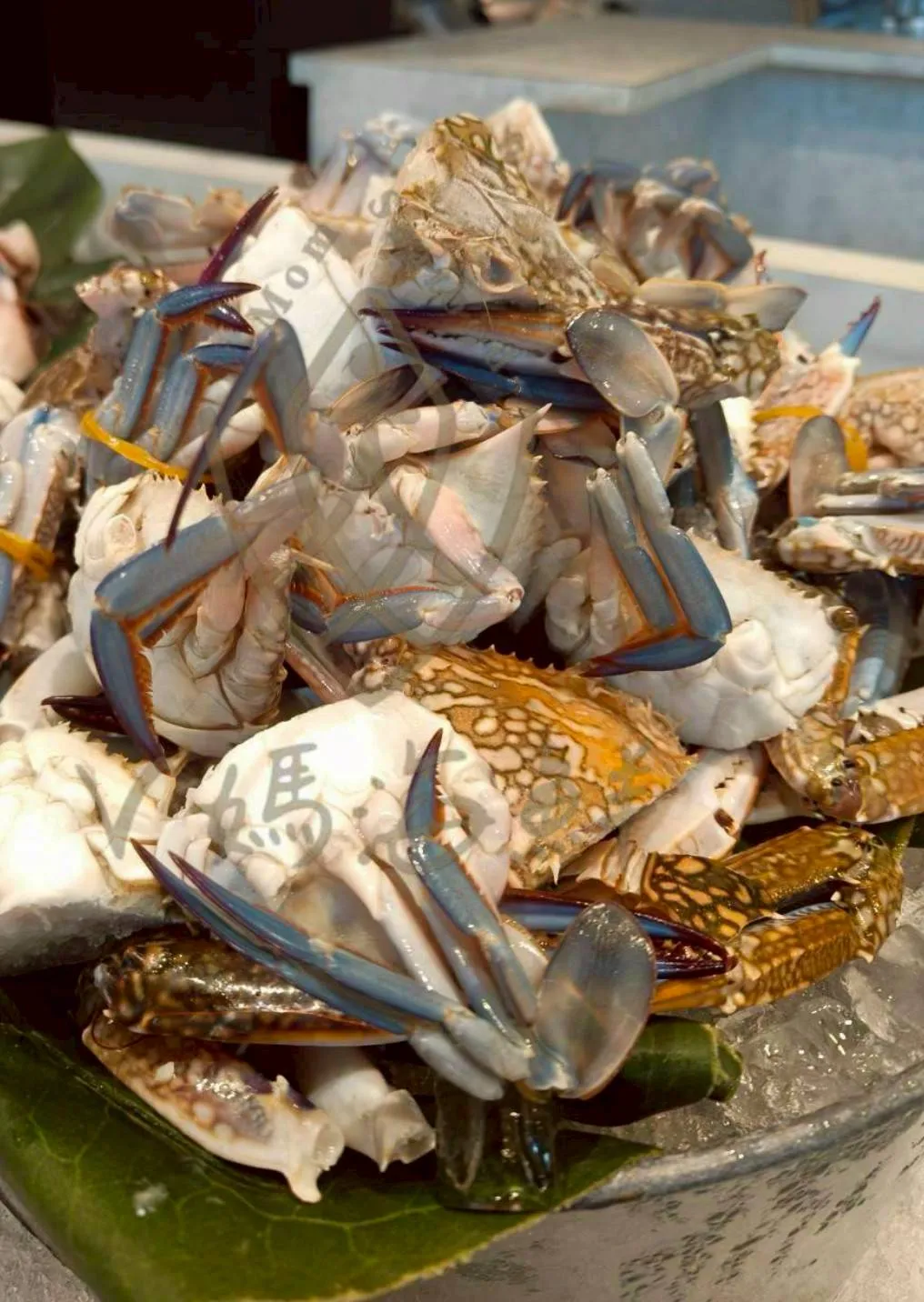 斯里蘭卡花蟹（母）