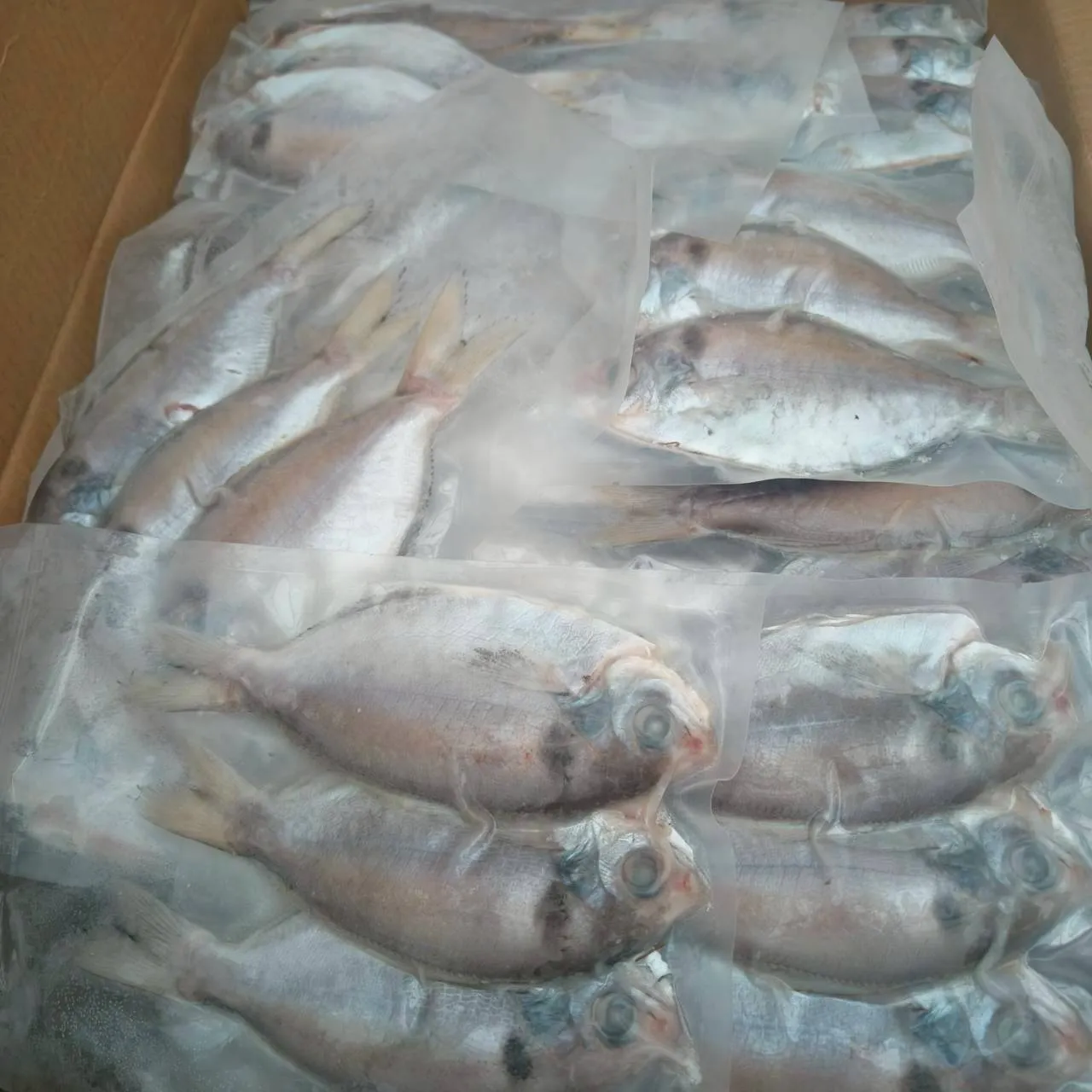 澎湖肉魚真空3尾裝