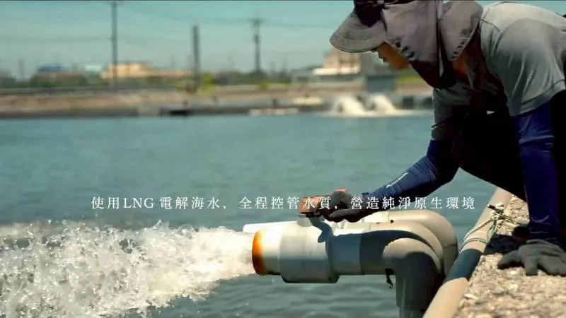 無毒-開運真鯛嘉鱲魚