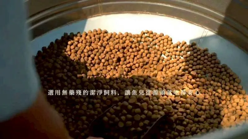 無毒-鮮嫩 頂級SGS黃金鯧魚(二去)大隻