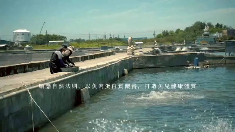 無毒-開運真鯛嘉鱲魚