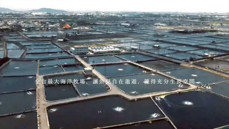 無毒-肉質細緻特選 通過SGS午仔魚