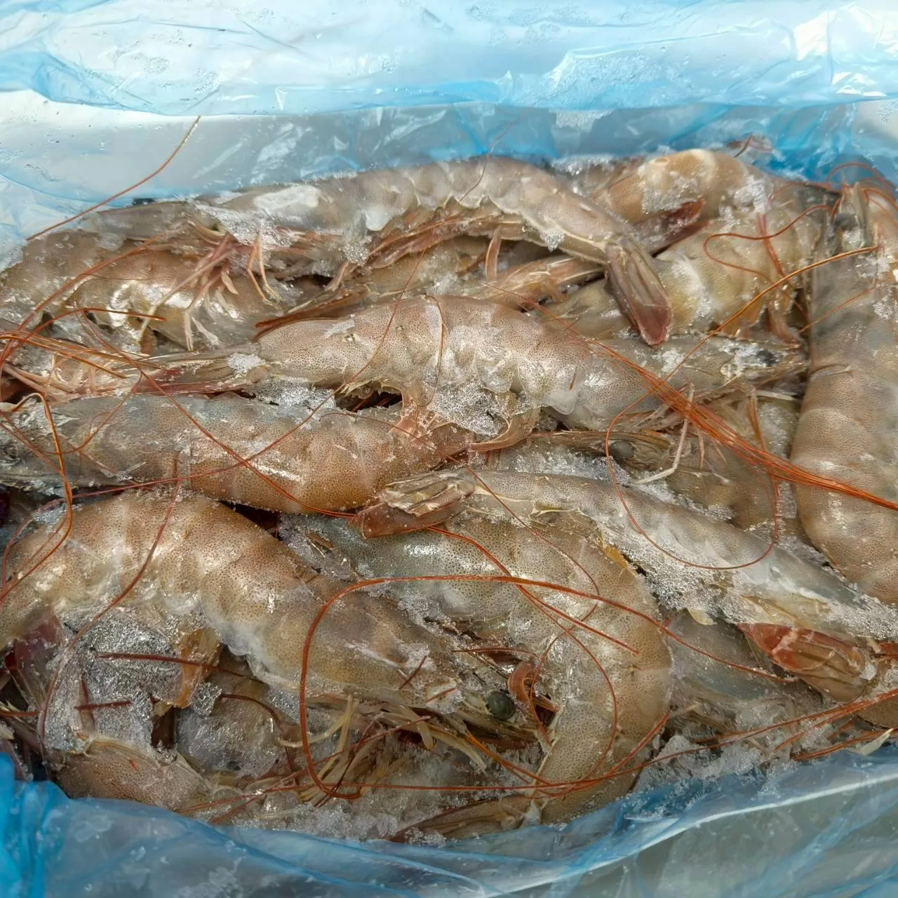 40/50活凍白蝦