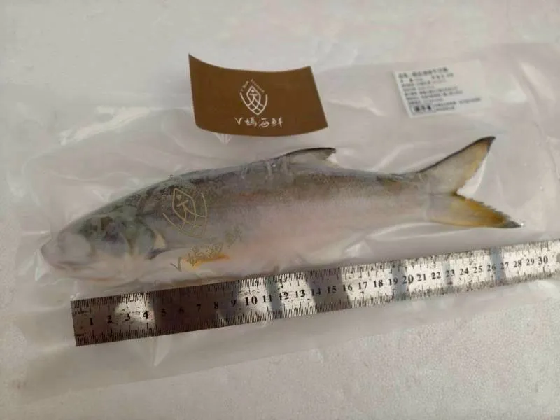 無毒-肉質細緻特選 通過SGS午仔魚