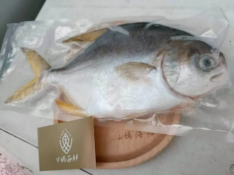 無毒-鮮嫩 頂級SGS黃金鯧魚(二去)大隻