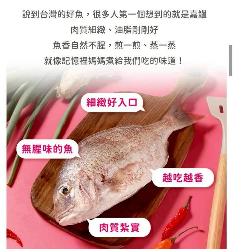 無毒-開運真鯛嘉鱲魚