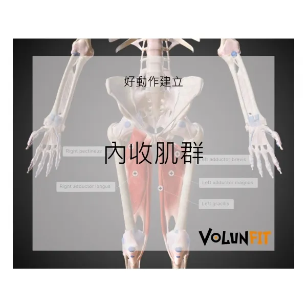內收肌群