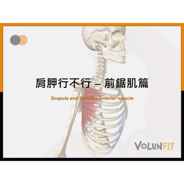 肩胛行不行 – 前鋸肌篇