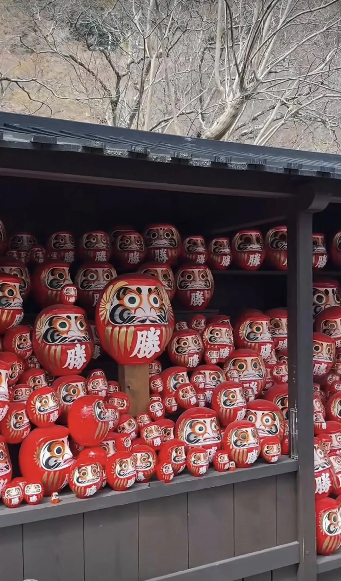 一日遊分享：勝尾寺-嵐山-金閣寺-大阪包車/京都包車