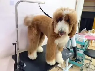 從毛絨小獅子 → 優雅小公主｜南屯區寵物沙龍｜南屯區寵物洗澡