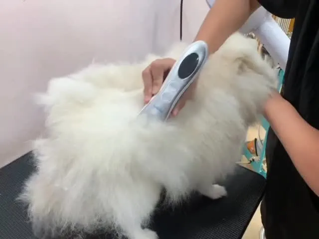 洗香香、吹澎澎｜南屯區寵物SPA｜南屯區寵物美容推薦