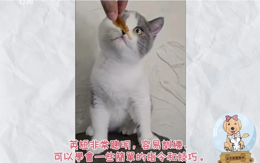 賓士紫丁香&藍白英短貓貓