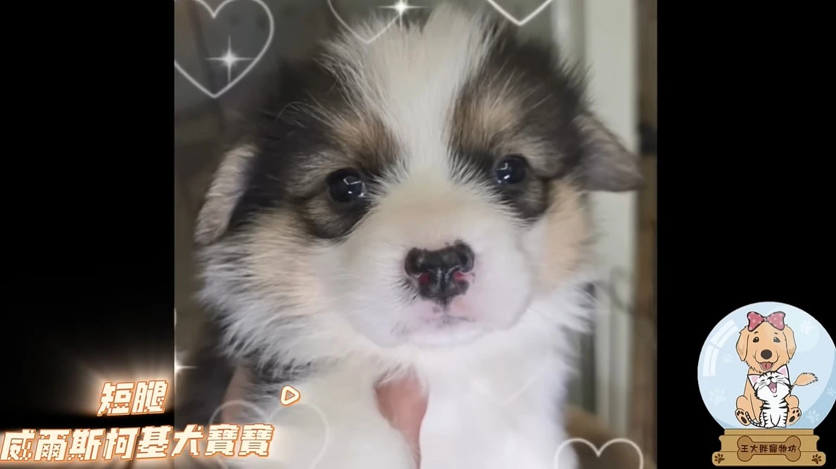 黃白&三色威爾斯柯基犬寶寶