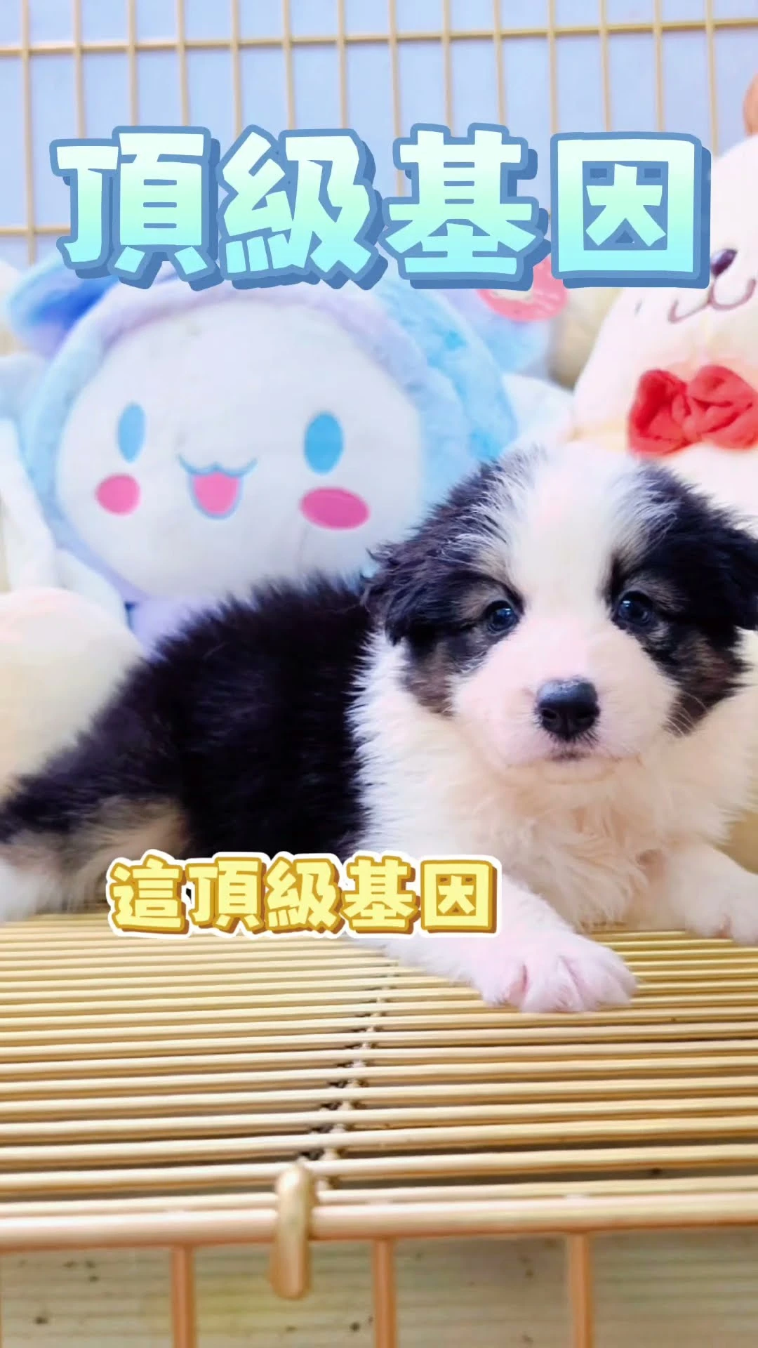 挑戰全網最美！超稀有「三色邊境牧羊犬妹妹」黃金對稱爆毛開臉，這眼神真的太聰明了！
