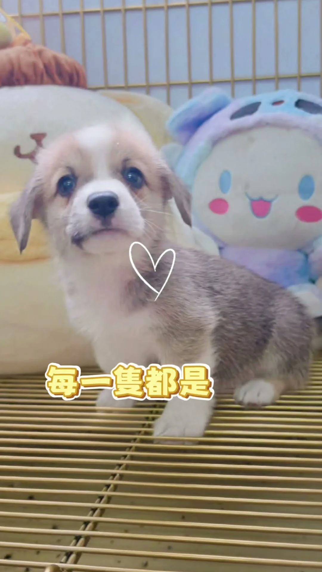完美白圍脖黃白 VS 帥氣三色黑背！台南王小胖合法柯基軍團大集合，短腿電臀一次滿足！